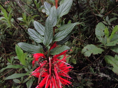 Siphocampylus retrorsus