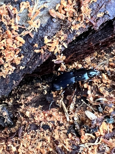 Pterostichus amethystinus photo 3