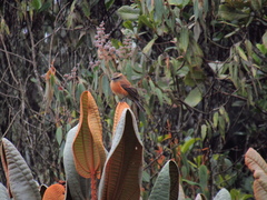 Ochthoeca fumicolor