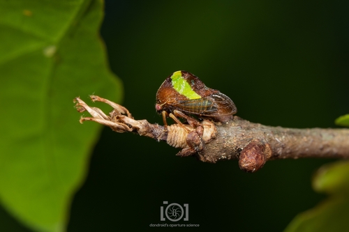 Smilia fasciata photo 2