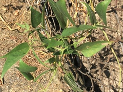 Phaseolus vulgaris