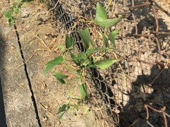 Phaseolus vulgaris