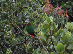 Chlorornis riefferii