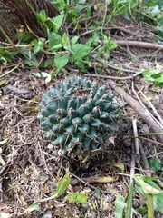 Mammillaria magnimamma