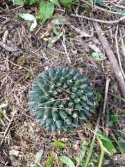 Mammillaria magnimamma