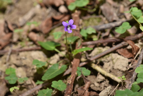 Image of Viola inconspicua by (c) Yung-Lun Lin, some rights reserved (CC BY)