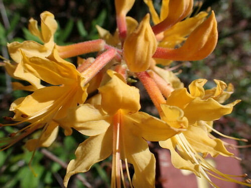 Image of Rhododendron austrinum by (c) mfeaver, some rights reserved (CC BY)