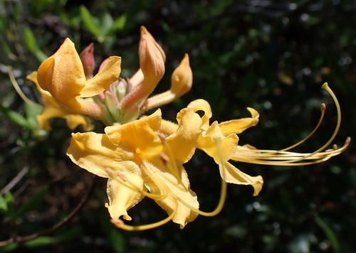 Image of Rhododendron austrinum by (c) mfeaver, some rights reserved (CC BY)