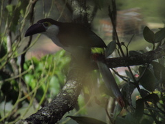 Andigena nigrirostris