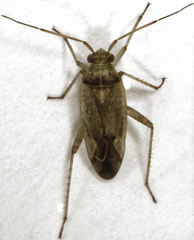 Bipuncticoris
