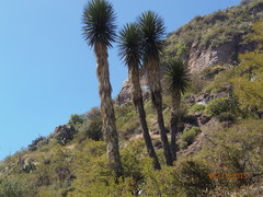 Yucca filifera