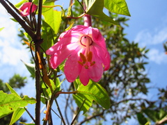 Passiflora cumbalensis