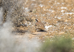 Nullarbor Quail-Thrush photo 5