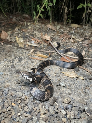 Stephens' Banded Snake sighting
