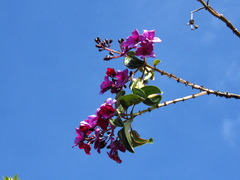 Meriania nobilis