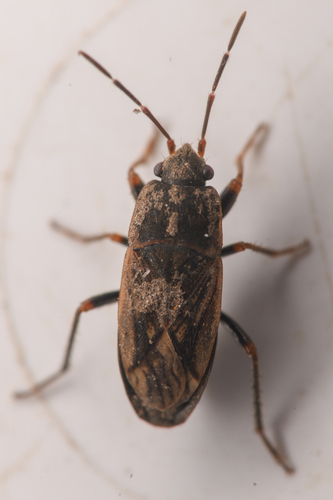 Malezonotus grossus