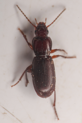 Pterostichus angustus photo 5