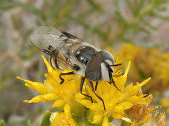 Copestylum fornax