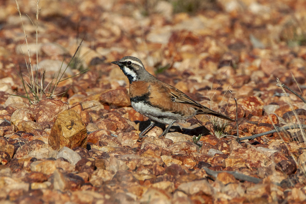 Quailthrushes
