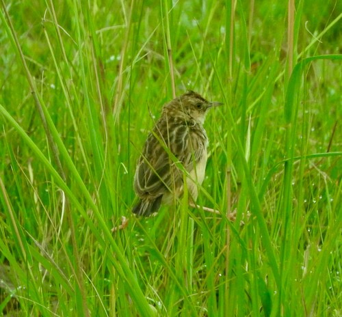 Cistícola Pinc-Pinc (Cisticola textrix)
