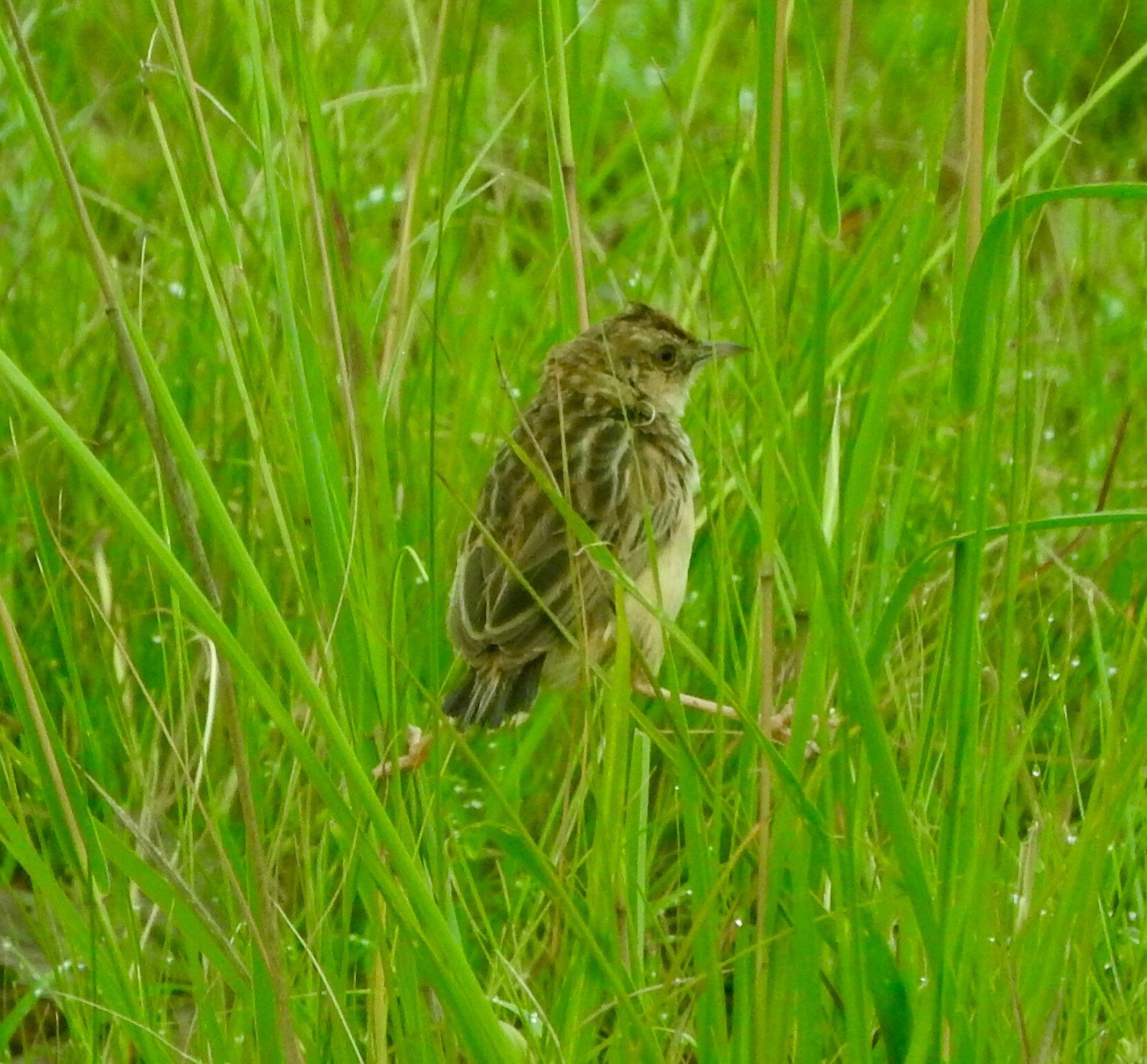 Cloud Cisticola illustration