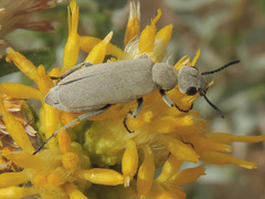 Epicauta fortis
