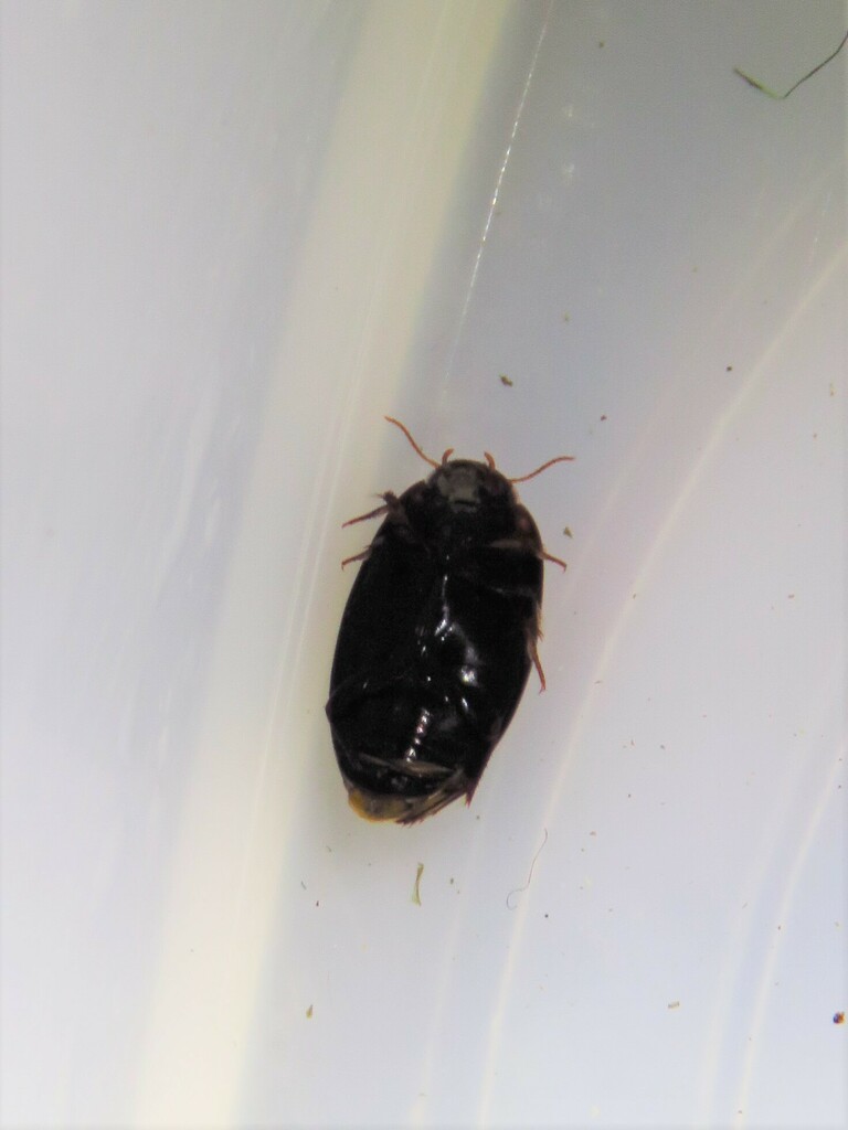 Platambus semivittatus