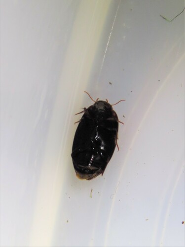 Platambus semivittatus