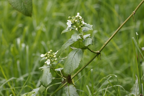 Phyllostegia brevidens