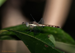 Erythrodiplax longitudinalis
