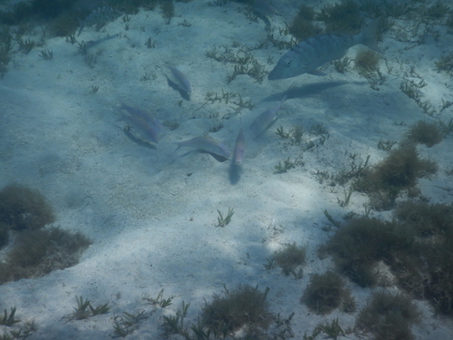 Parupeneus heptacantha