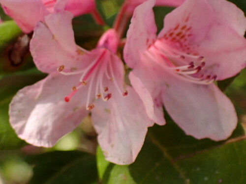 Image of Rhododendron chapmanii by (c) mfeaver, some rights reserved (CC BY)