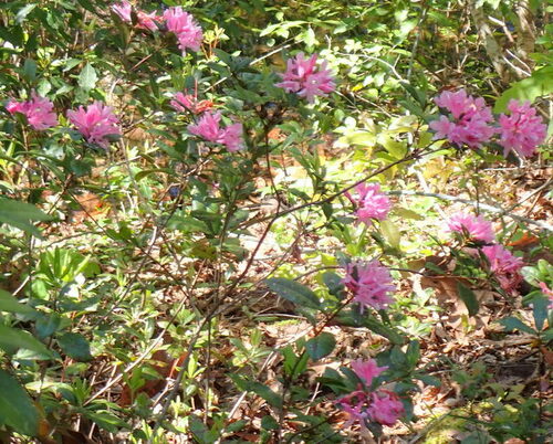 Image of Rhododendron chapmanii by (c) mfeaver, some rights reserved (CC BY)
