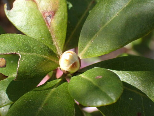 Image of Rhododendron chapmanii by (c) mfeaver, some rights reserved (CC BY)