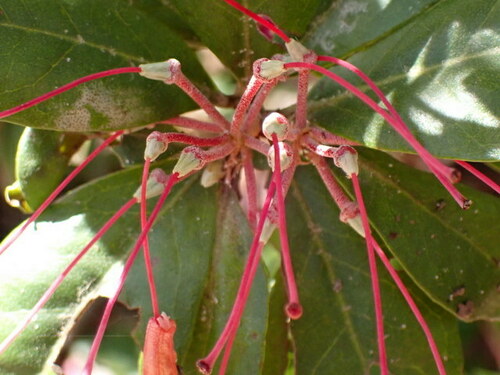 Image of Rhododendron chapmanii by (c) mfeaver, some rights reserved (CC BY)