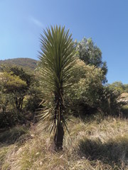 Yucca filifera