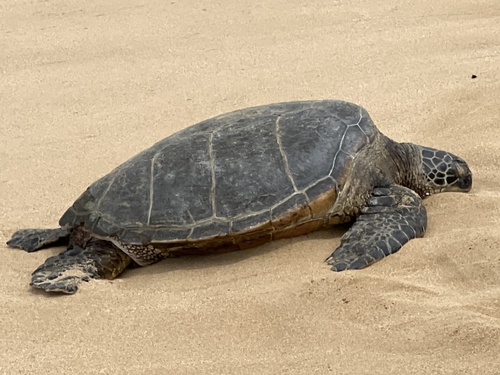Green Sea Turtle photographed in Hawaii