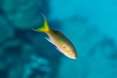 Olive Anthias photo 1
