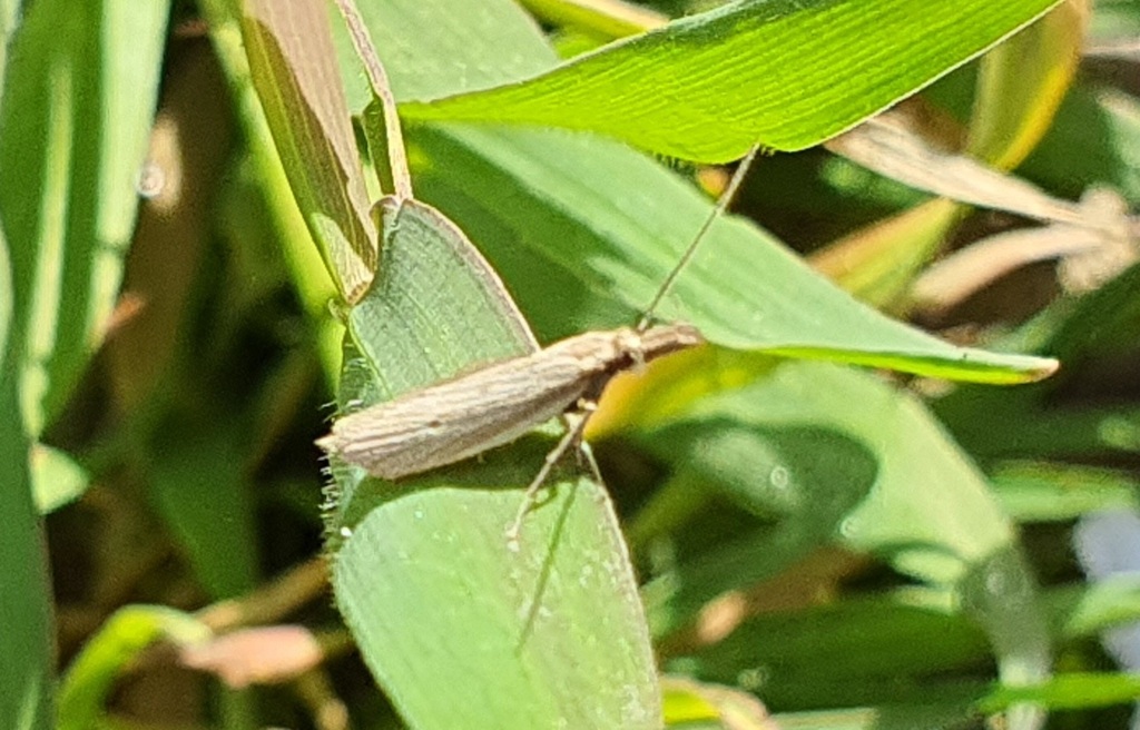 Pleurota elegans
