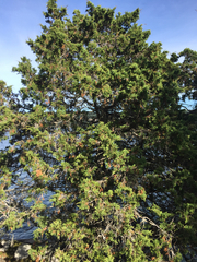 Juniperus maritima