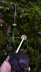Protostropharia