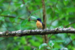 Cyornis rufigastra