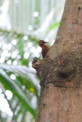 Micropternus brachyurus