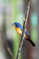 Cyornis rufigastra
