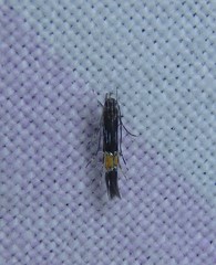 Cosmopterix macrula