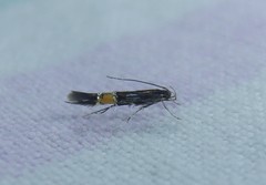Cosmopterix macrula