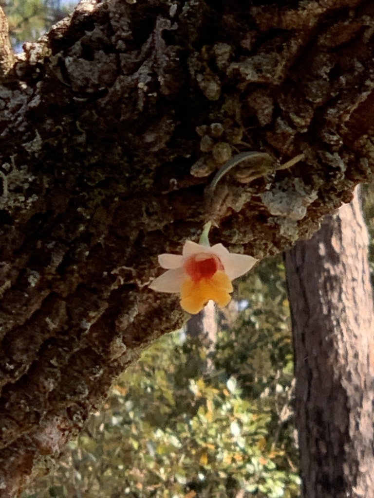 Dendrobium bellatulum Rolfe 3