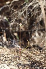 Caladenia atradenia