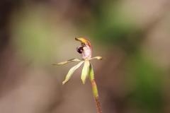 Caladenia atradenia