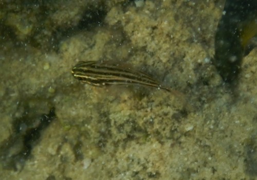 Ostorhinchus cookii